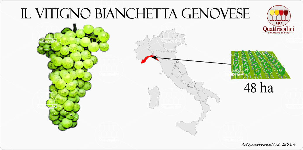 Bianchetta Genovese Quattrocalici L Atlante Dei Vitigni