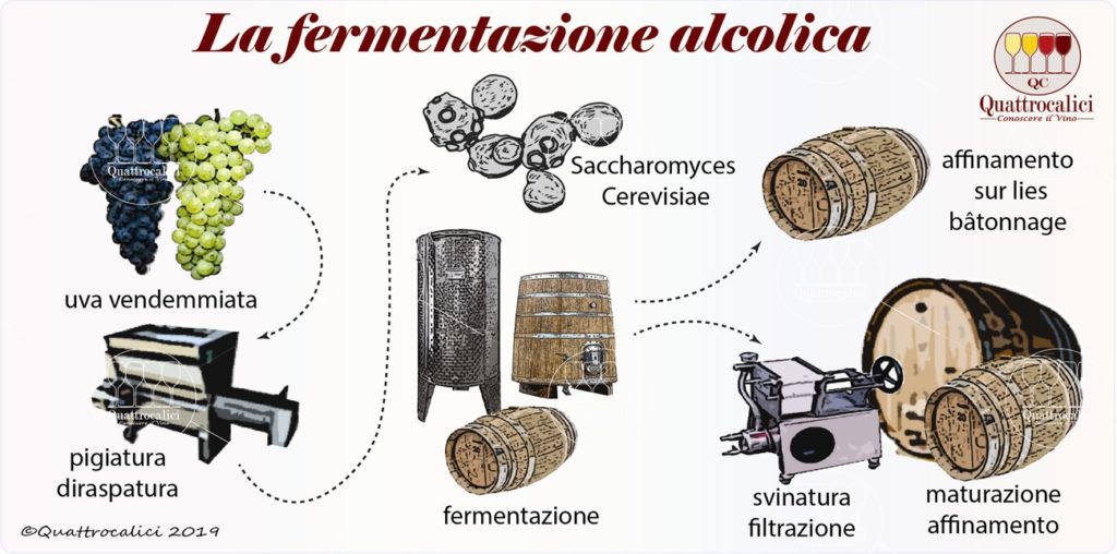 Enologia Fare Il Vino Quattrocalici