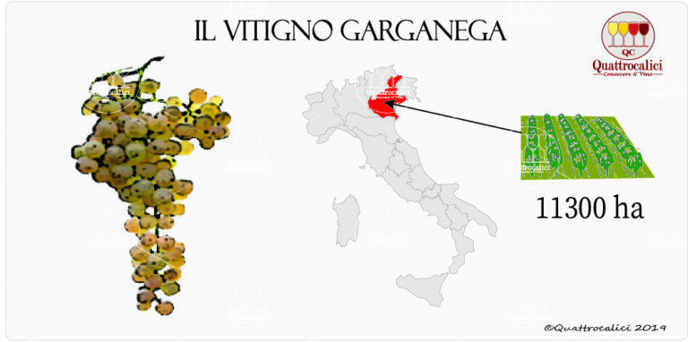 Garganega - Quattrocalici - L'Atlante dei Vitigni