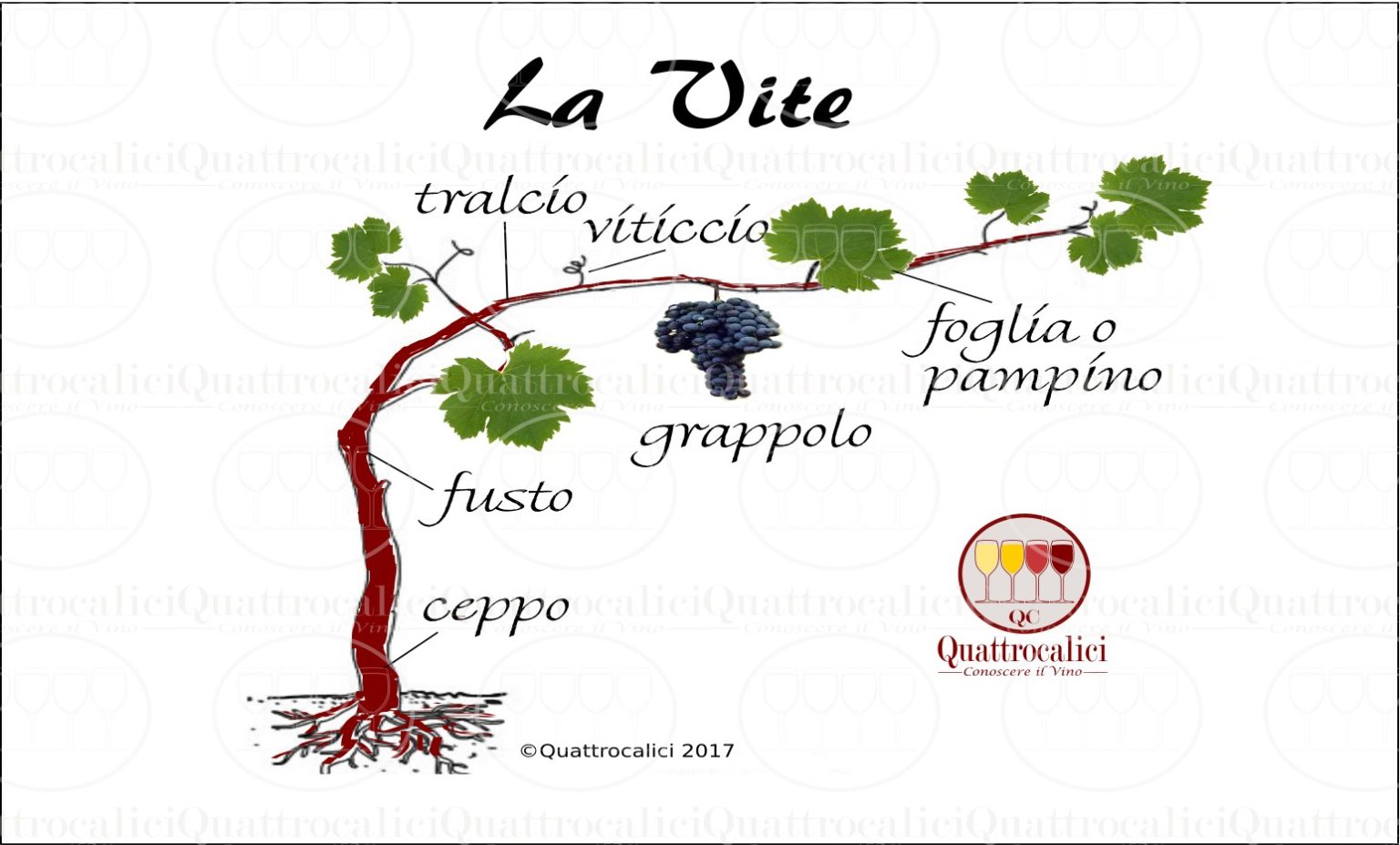 LABC Del Vino Quattrocalici