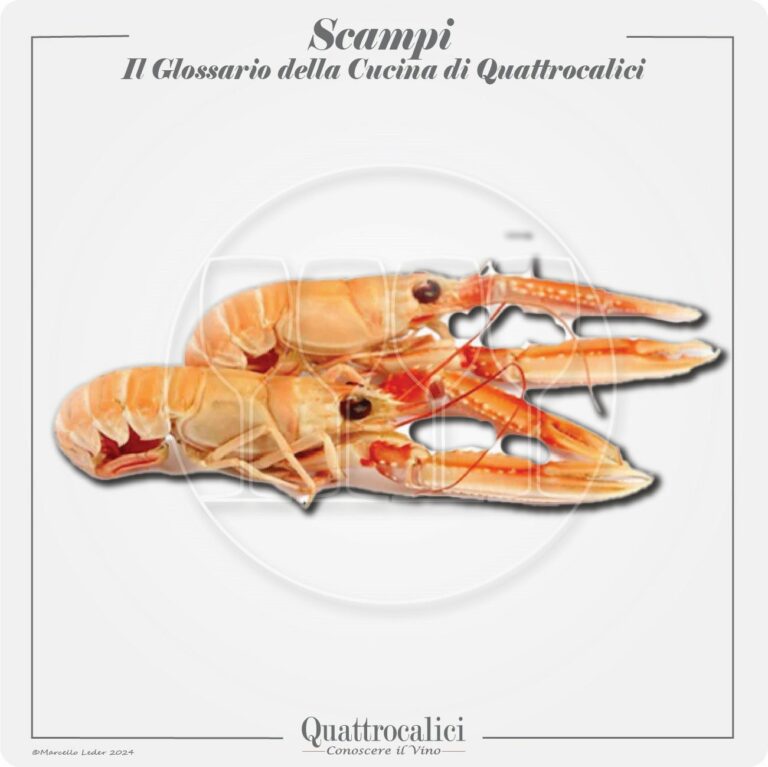 Gli scampi in cucina e con i vini