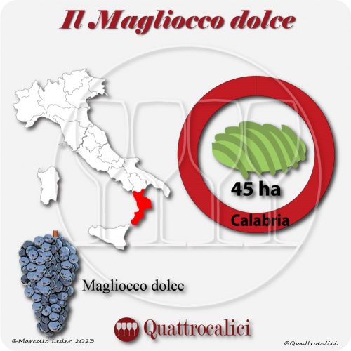 Il Vitigno Magliocco dolce e la sua coltivazione in Italia
